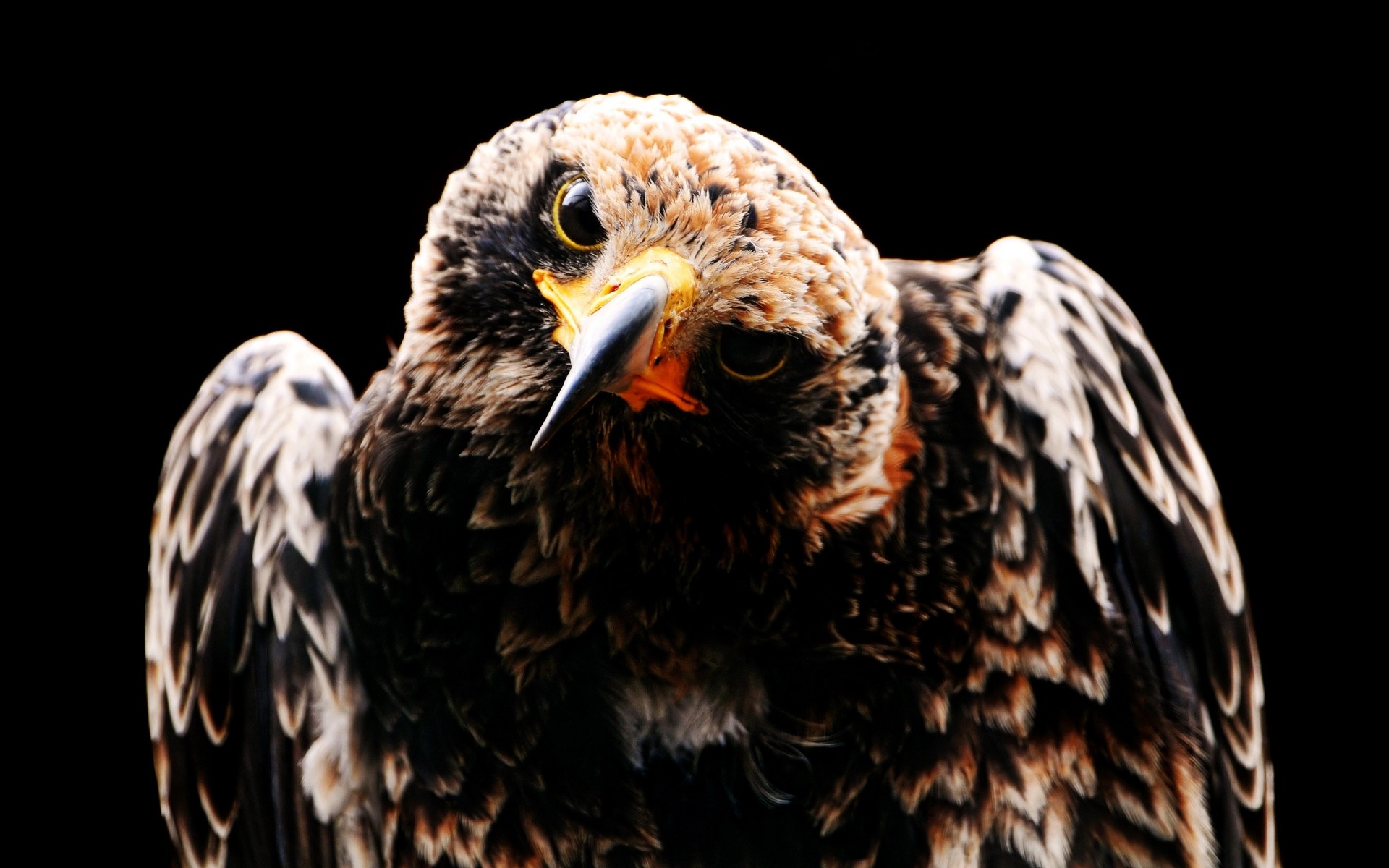 aves de rapina águia raptor pássaro presa falcão vida selvagem falcoaria falcão majestoso pena águia de cabeça branca predador bico animal retrato careca predatório olho vôo selvagem foto animais