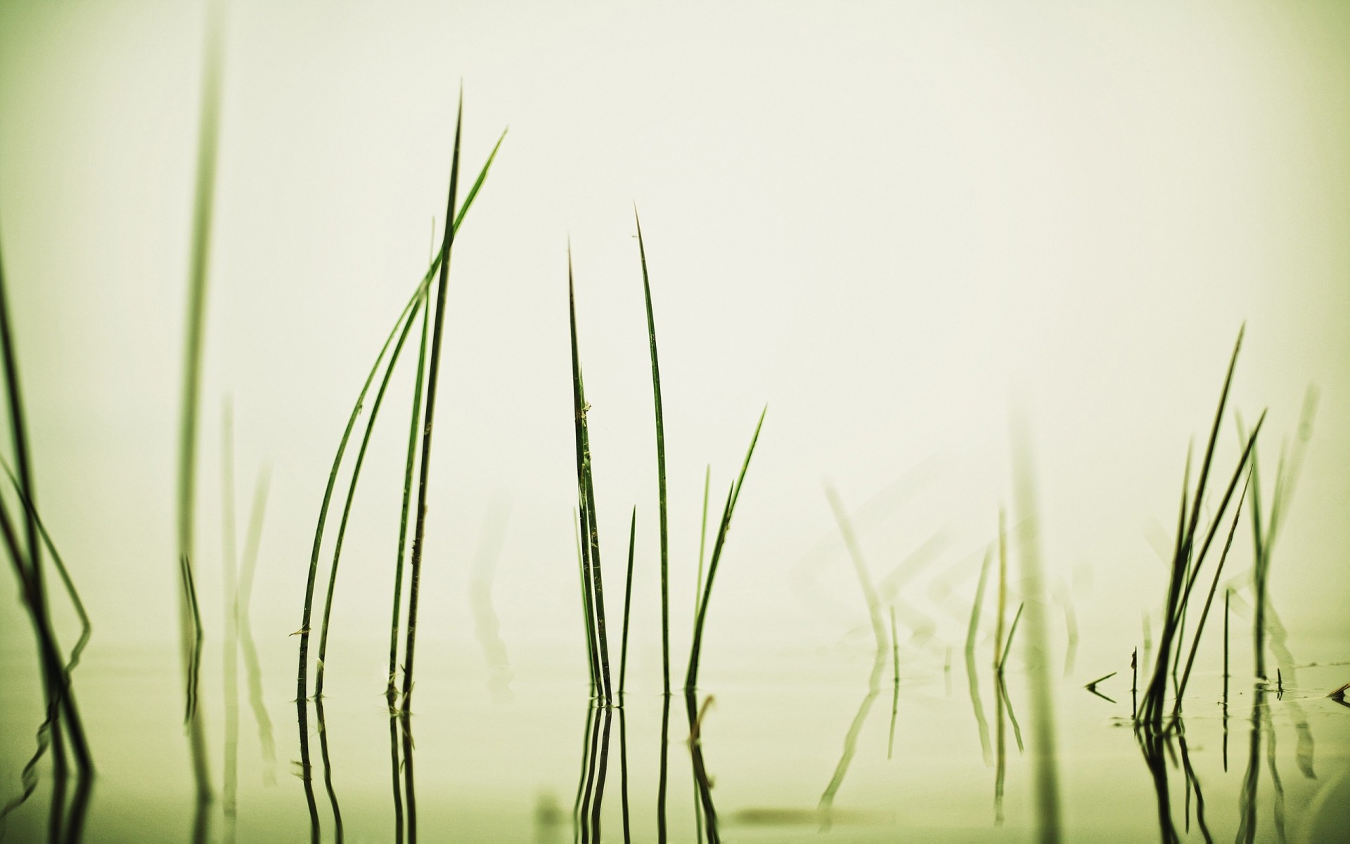 pflanzen gras natur flora wachstum blatt sommer unschärfe feld sonne garten dämmerung rasen grün pflanze wasser