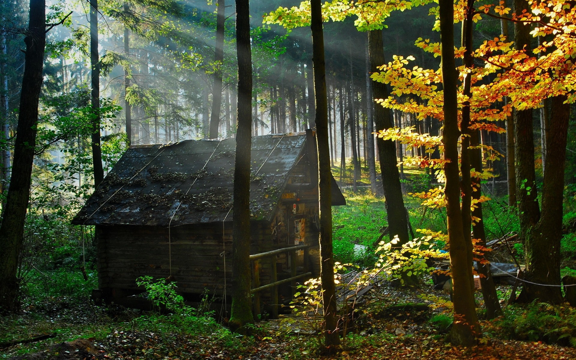 krajobrazy drewno jesień drzewo liść natura krajobraz park na zewnątrz przewodnik światło światło dzienne drzewa liście