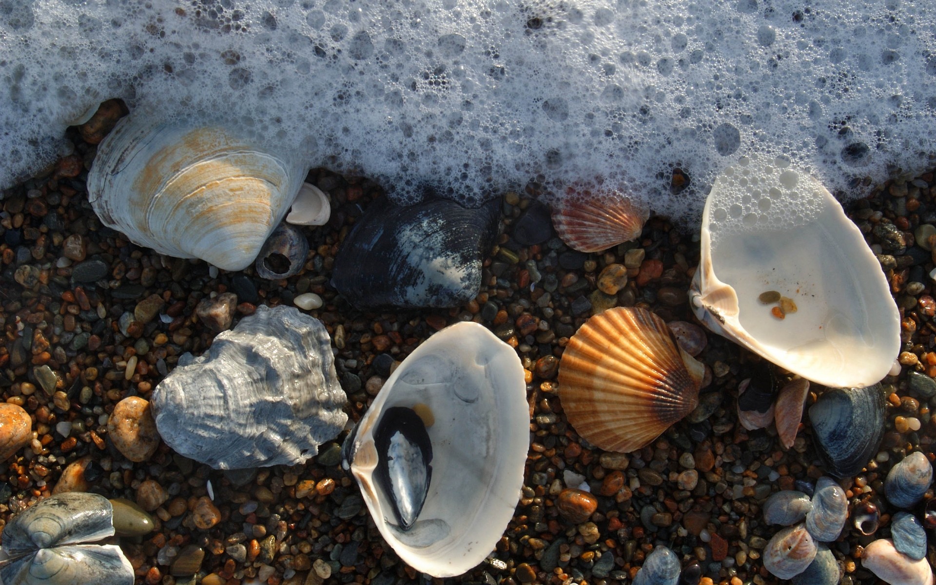 paisaje almejas concha conchas marinas mar peces océano submarino naturaleza agua invertebrados estrella de mar tropical playa bivalvo mar almeja acuático escritorio verano foto fondo