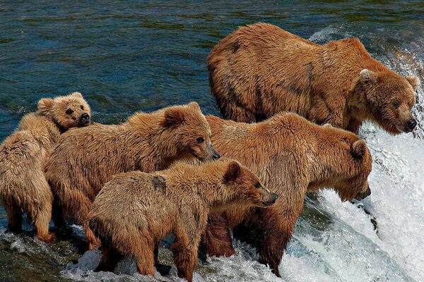 Brown bears are fishing