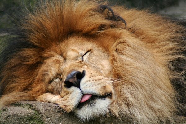 The lion, the king of beasts, rests on a stone