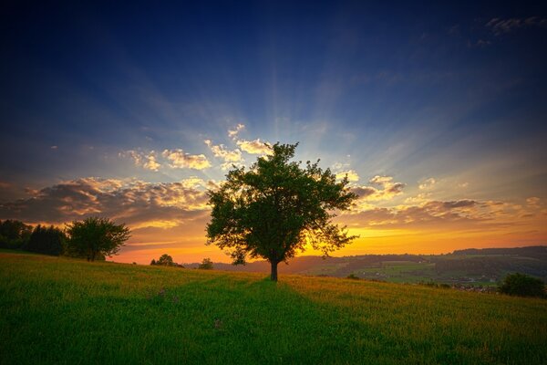 Tramonto serale nel campo