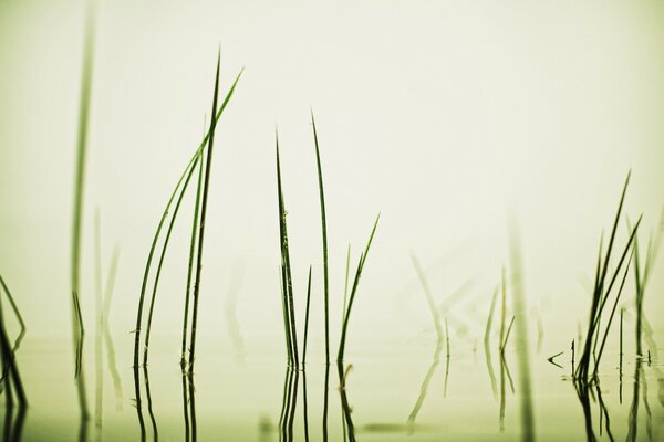 Lake in the fog with a view of the grass