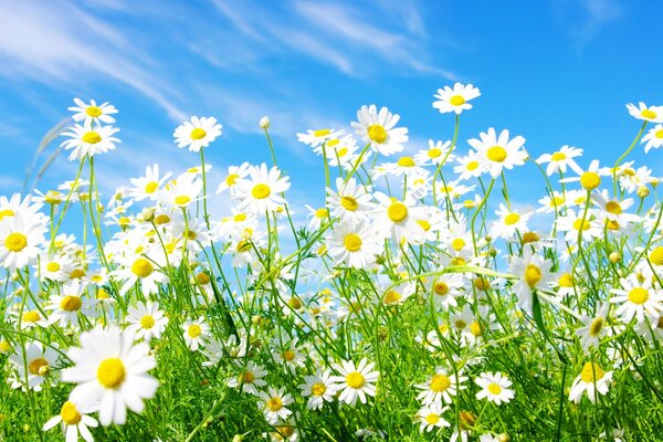 Champ dans les fleurs romantiques de marguerites