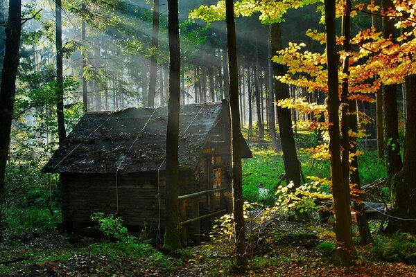 Pintura de follaje de otoño en el bosque