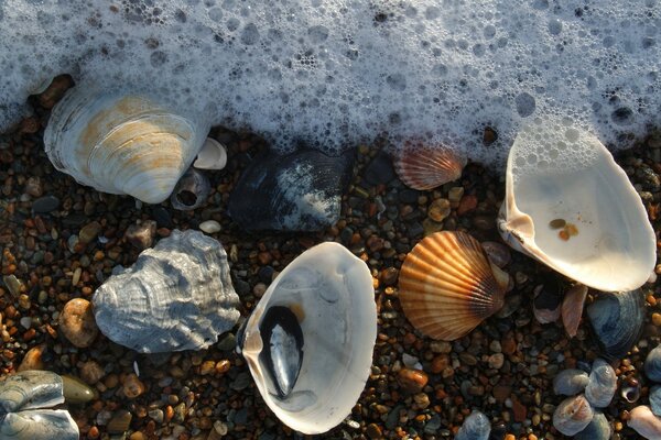 Hermosas conchas en la playa de cerca