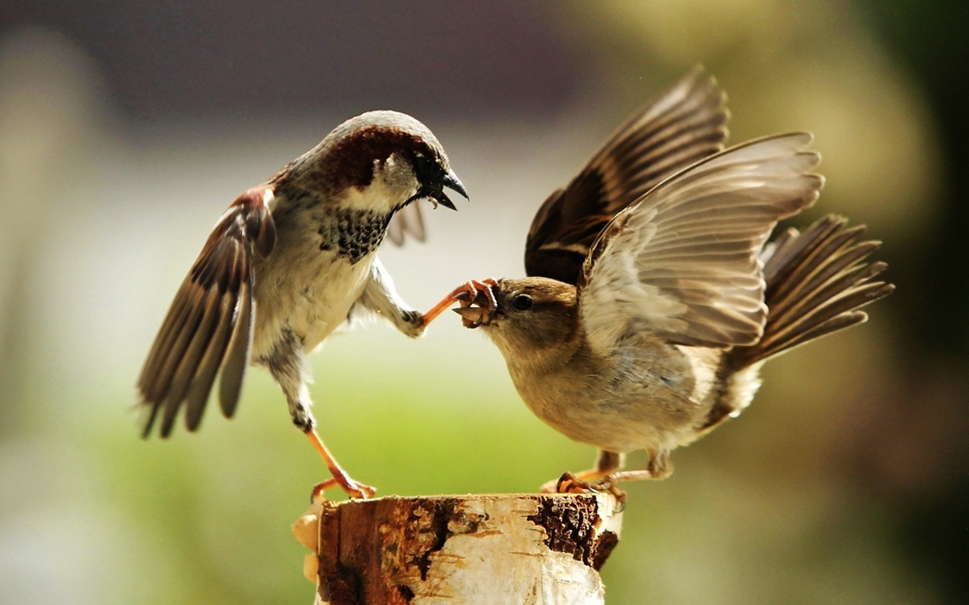 aves aves vida silvestre animal naturaleza aviador pico salvaje al aire libre ala pluma poco volar cantor gorrión vuelo observación de aves ornitología solo divertido animales foto