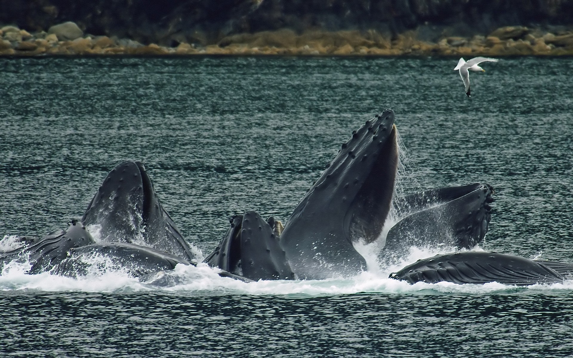 animais baleia ventiladores água oceano mar mamífero luz do dia mares gelado baleias