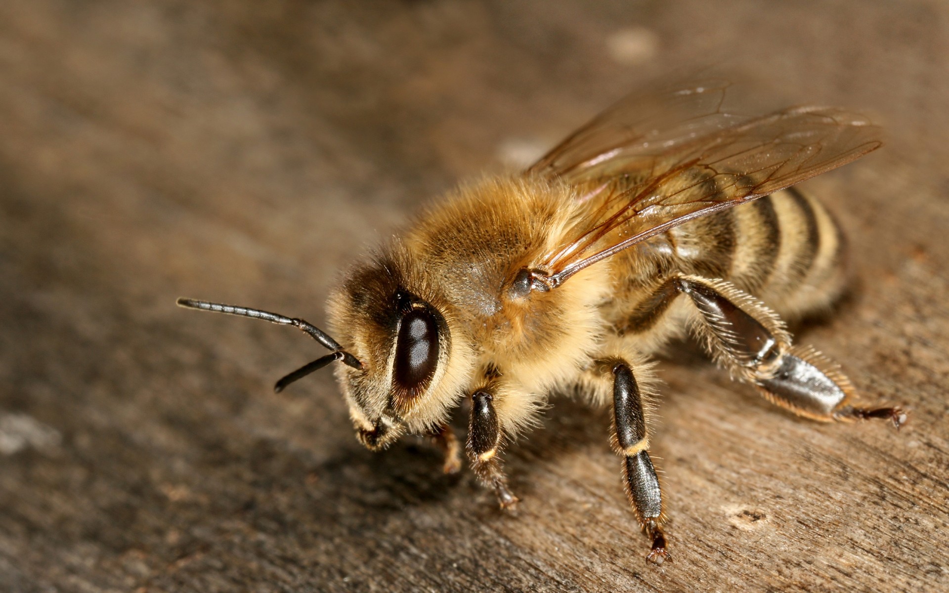 owady owad natura pszczoła dzikiej przyrody zwierząt latać miód bezkręgowców dzikie małe na zewnątrz skrzydło