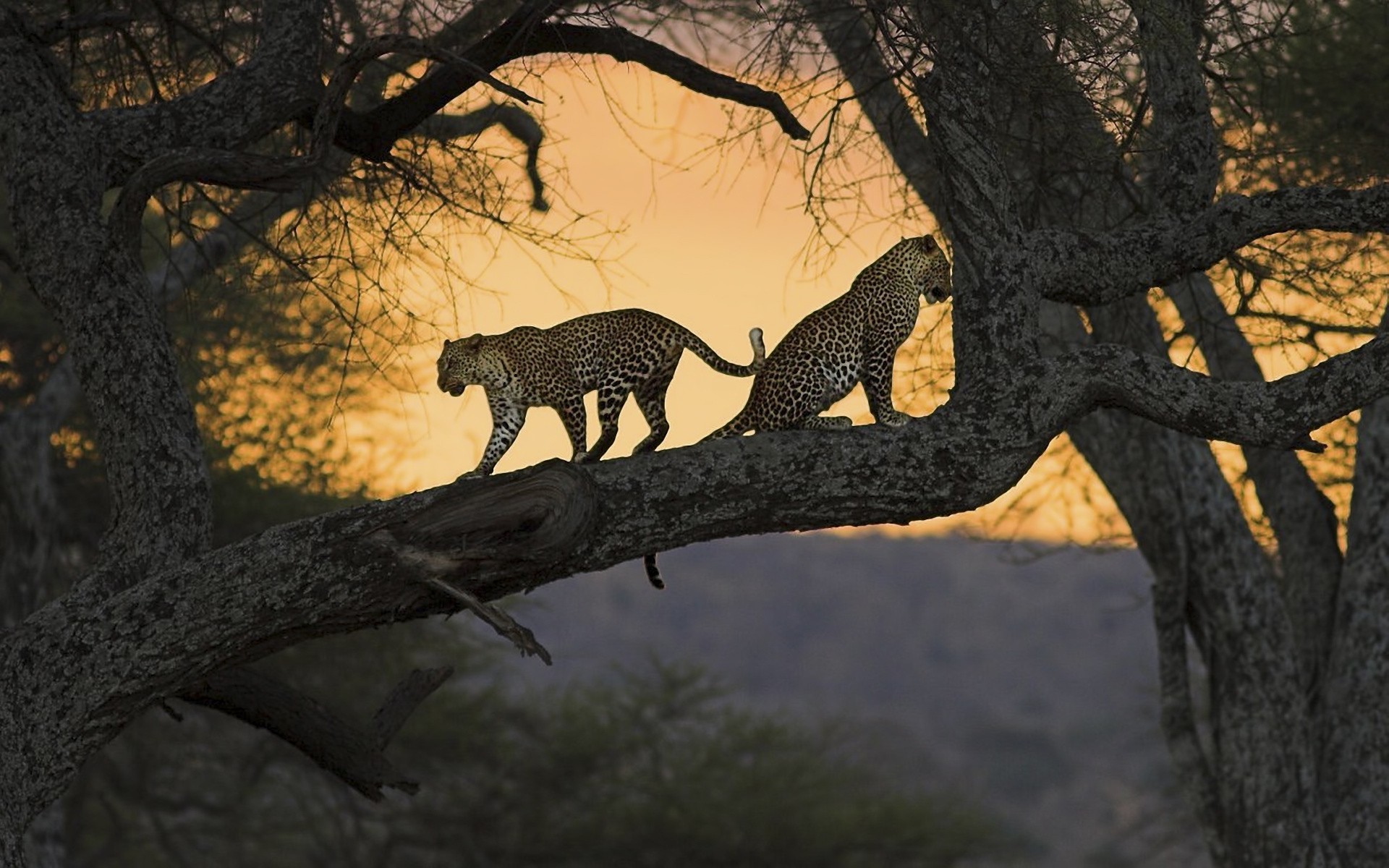 tiere baum tierwelt holz natur park säugetier im freien katze safari kofferraum umwelt tier dschungel bäume leoparden