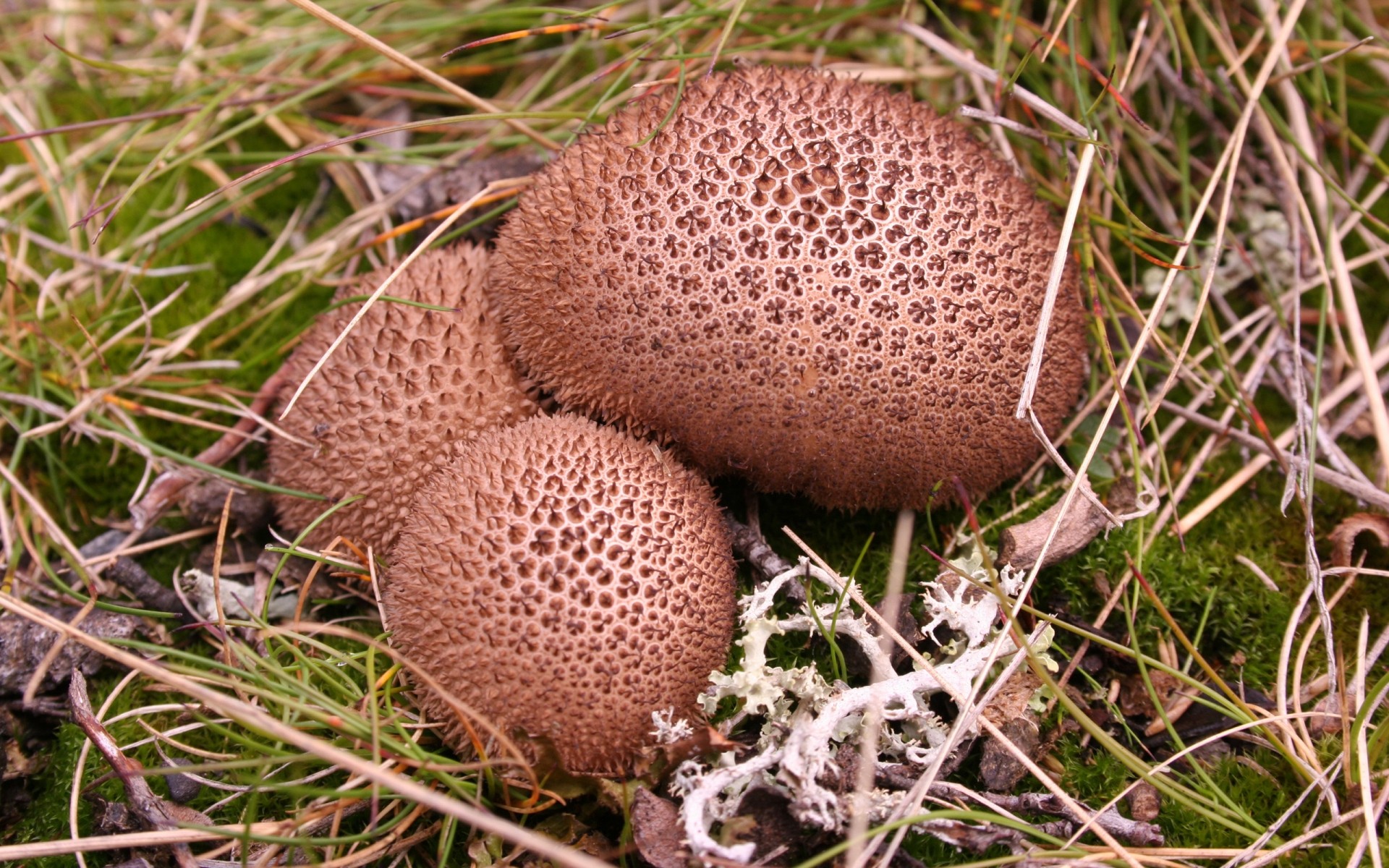 pflanzen pilz pilz lebensmittel natur holz schließen desktop