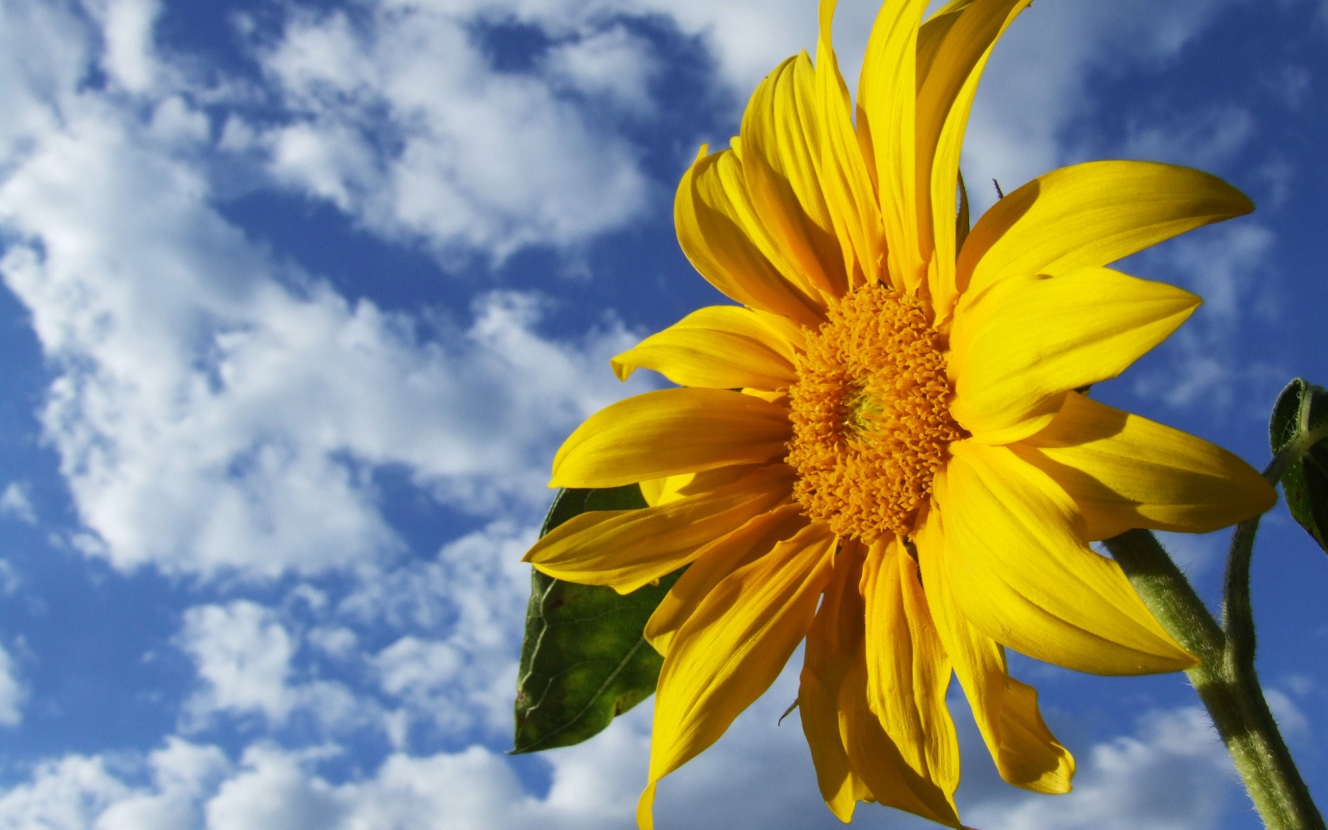 flores naturaleza verano brillante flor flora buen tiempo color crecimiento sol hoja al aire libre temporada girasol