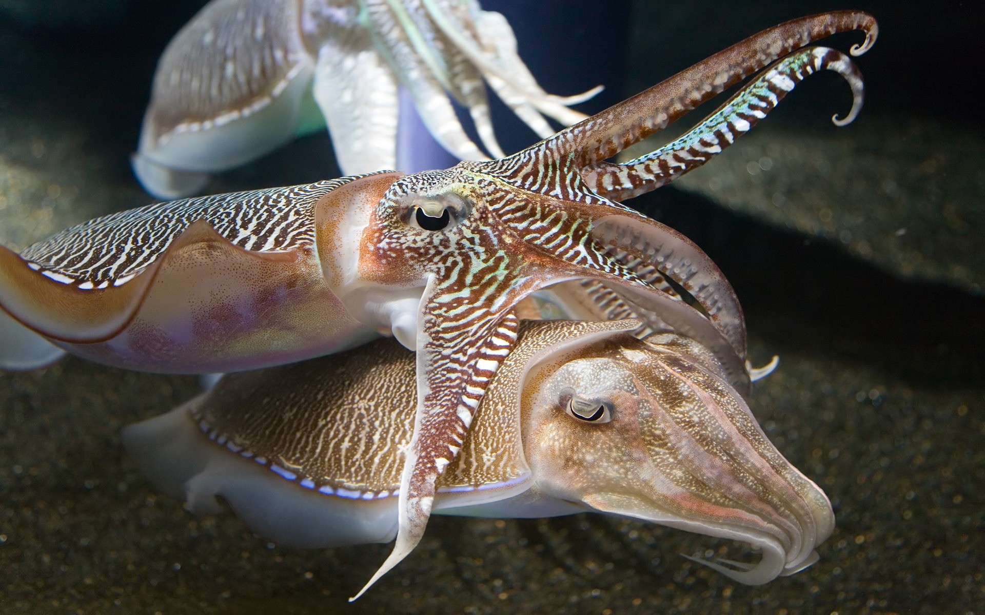 zwierzęta ryby podwodne przyrody zwierząt bezkręgowców morze ocean natura pływanie tropikalny wody pojedyncze morskie małże nurkowanie mątwy