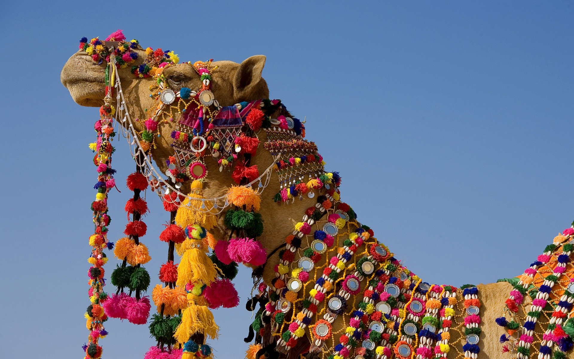 animals festival decoration traditional religion art color sculpture sky travel culture bright celebration vacation camel