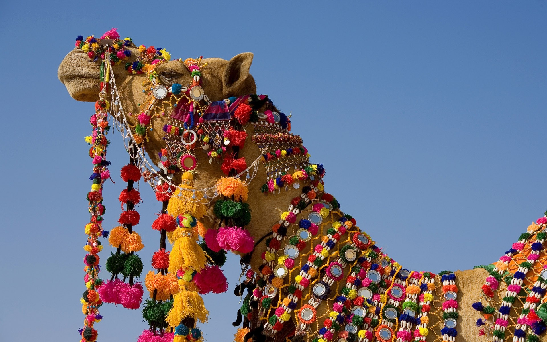 tiere festival dekoration traditionell religion kunst farbe skulptur himmel reisen kultur hell urlaub urlaub kamel