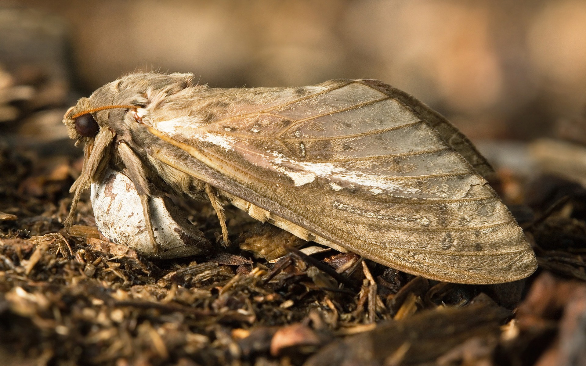 owady natura owad bezkręgowce zbliżenie na zewnątrz drewna środowiska przyrody jedzenie małe motyl