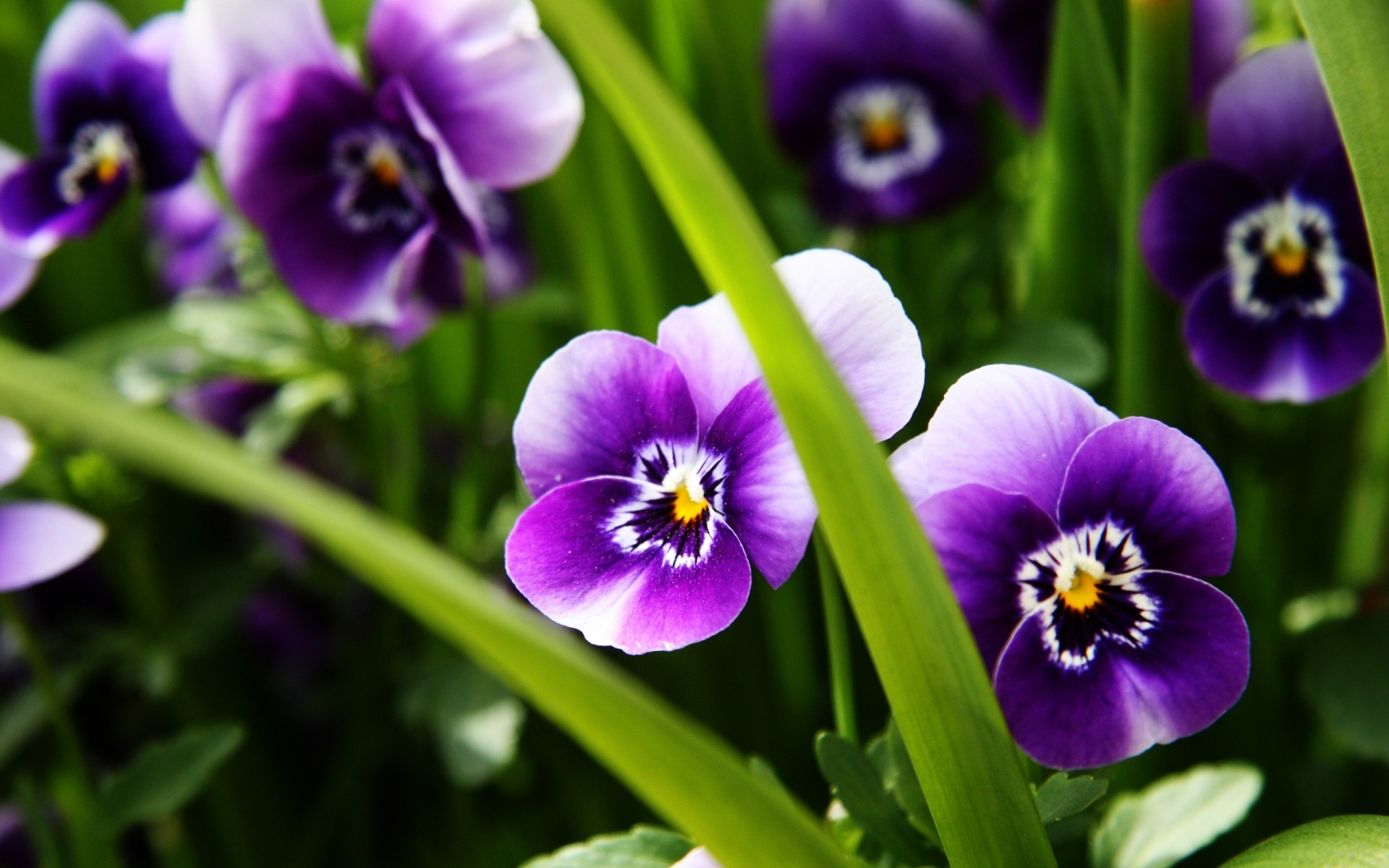 kwiaty kwiat natura flora kwiatowy liść ogród bluming violet jasny lato płatek kolor wielkanoc wzrost pole sezon bukiet piękne zbliżenie tło rośliny wiosna