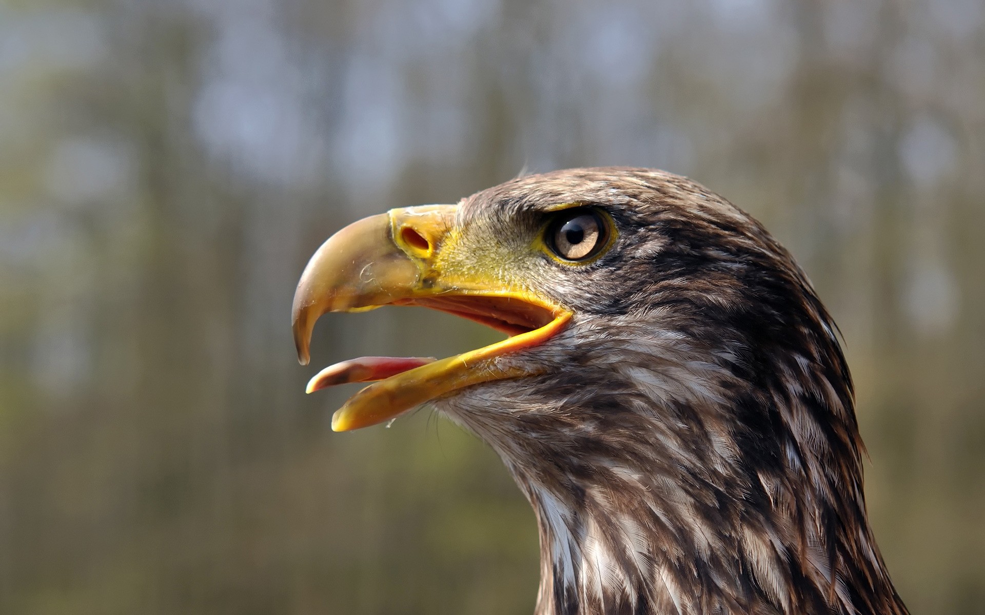 aquila rapace uccello fauna selvatica falco preda falco falconeria aquila calva predatore natura piuma becco cacciatore animale