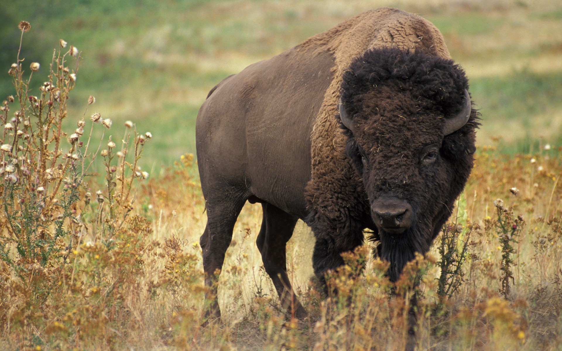 tiere säugetier tierwelt tier gras natur im freien weiden wild buffalo bison