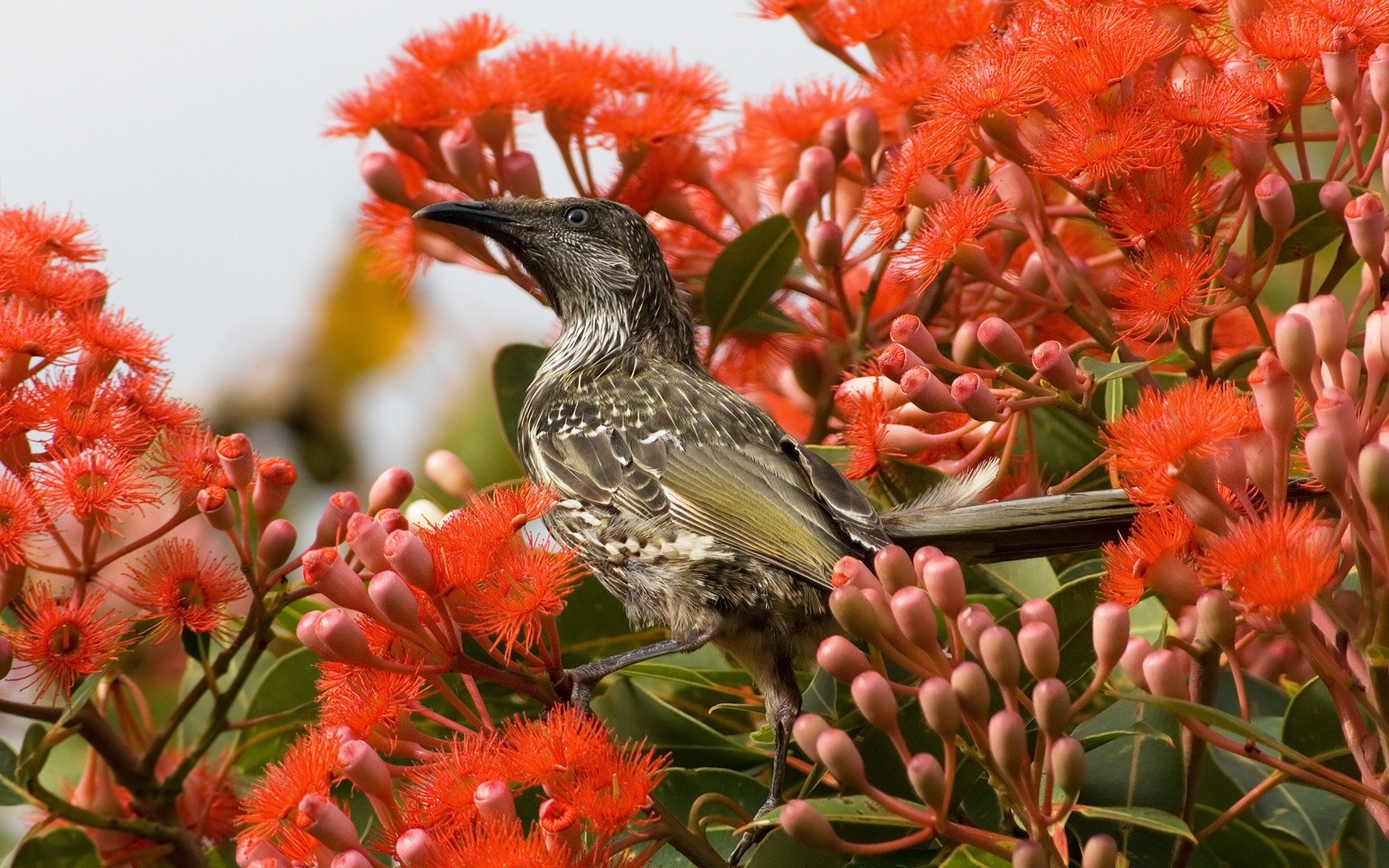 aves naturaleza flor flora jardín color hoja árbol floral brillante bluming primer plano temporada hermosa salvaje verano parque pétalo vibrante tropical