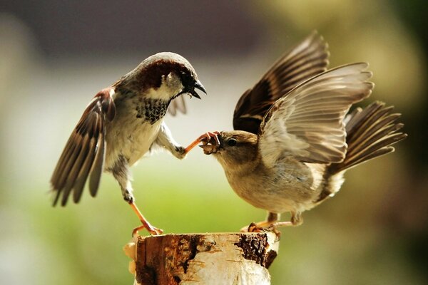 Two birds wildlife