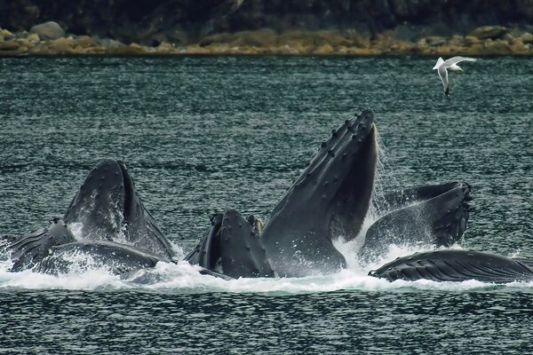 Humpback whales play on the coast