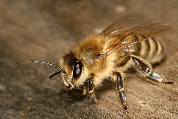 Primer plano de la abeja en la mesa