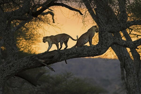 Los gatos salvajes están en un árbol