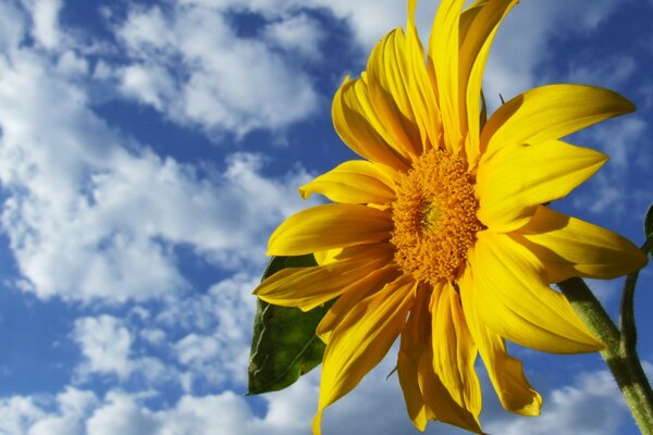 Gelbe Sonnenblume auf Wolken Hintergrund