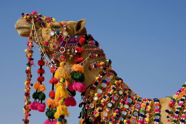 مهرجان الحيوان الزينة التقليدية