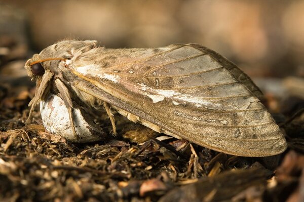 Insecte invertébré gros plan