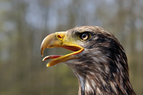 Juvenile bald eagle