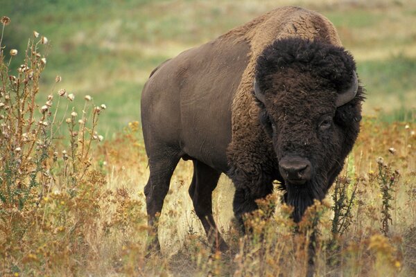 The menacing gaze of some animal