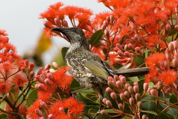 Pássaro canoro em flores vermelhas e bagas