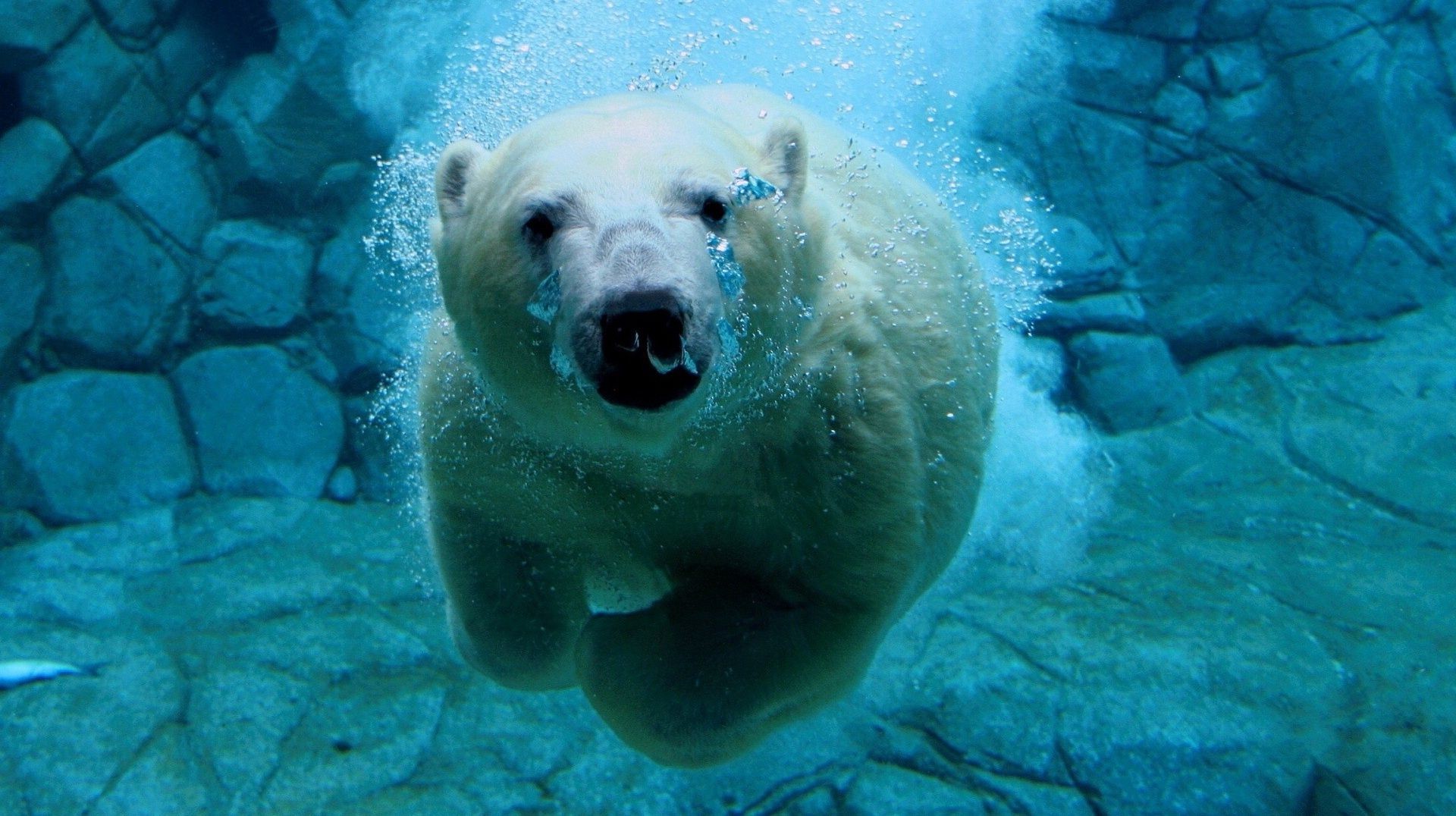 bears underwater water swimming ocean sea wildlife nature fish marine