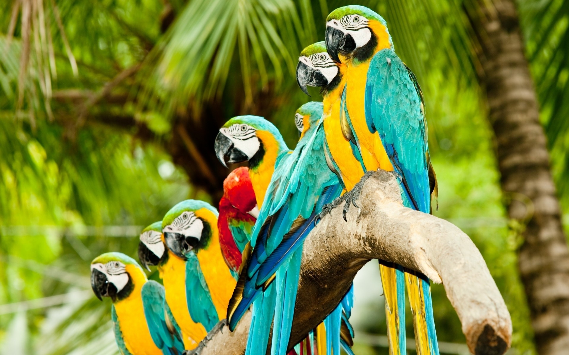 parrot tropical wildlife bird jungle zoo nature macaw wild animal exotic beak feather rainforest wing animals photo background