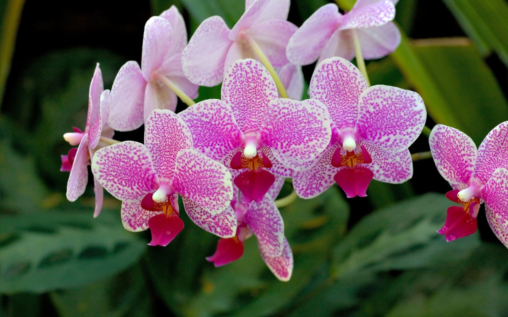 kwiaty kwiat tropikalny natura flora egzotyczny płatek bluming kwiatowy ogród botaniczny liść piękny phalaenopsis jasny kolor łuska orchidea elegancki oddział