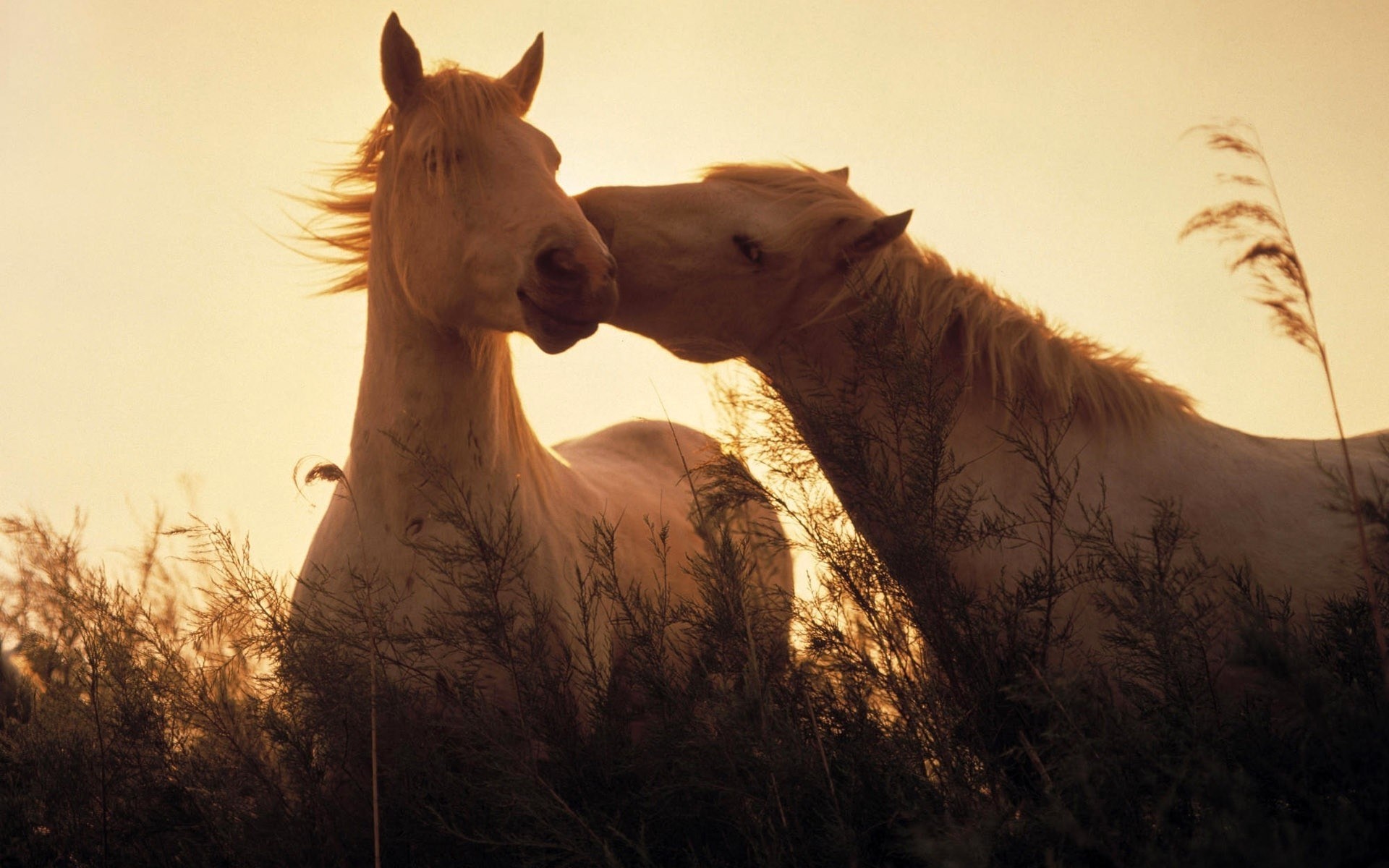 tiere säugetier kavallerie tier porträt sonnenuntergang natur ein himmel mare landschaft bauernhof im freien gras pferde