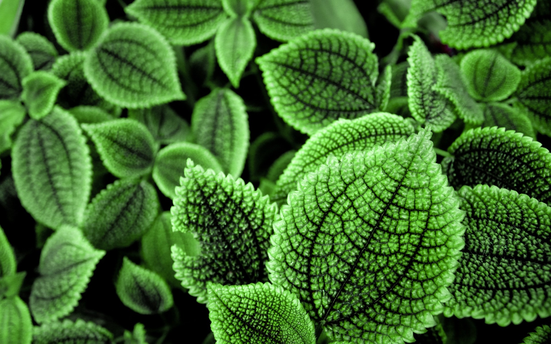 plantas hoja medicina naturaleza flora crecimiento escritorio jardín primer plano medio ambiente a base de hierbas al aire libre