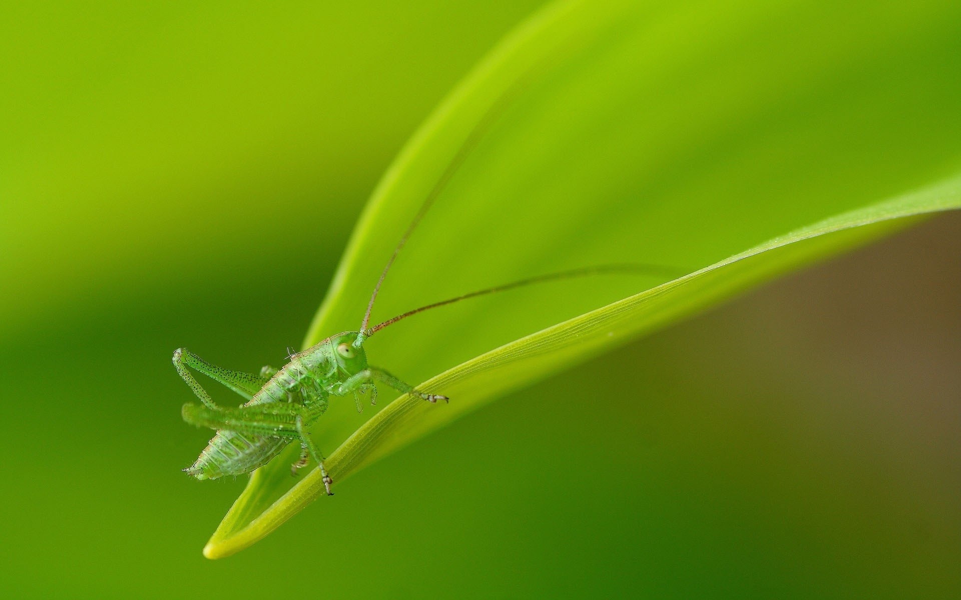 insects leaf insect nature dew flora garden rain drop grasshopper close-up environment color summer