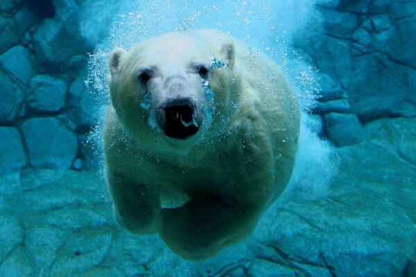 Polar bear swims underwater