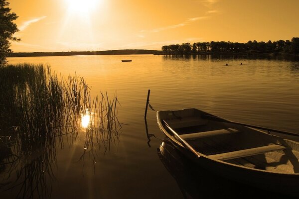 Rowing boat on the lake among the reeds