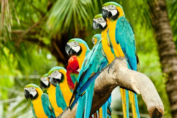 Familia de loros alegres tropicales