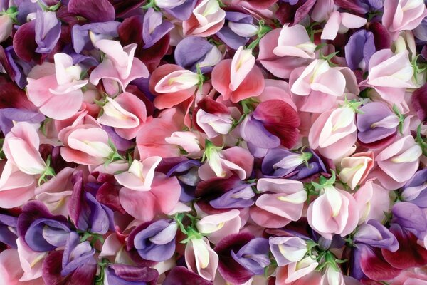 Sweet peas. Flowers. Carpet of flowers