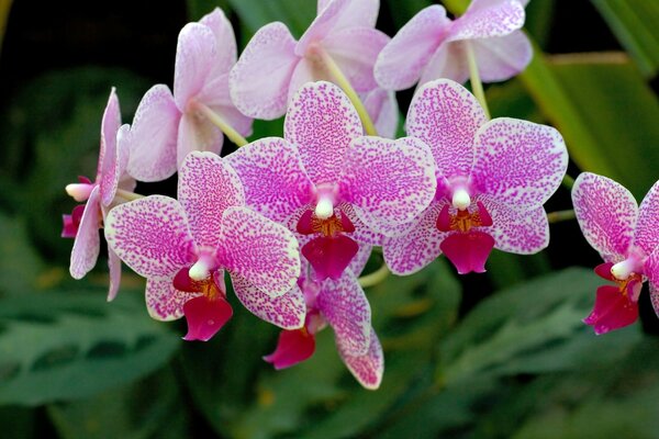 Orchidée tropicale gros plan