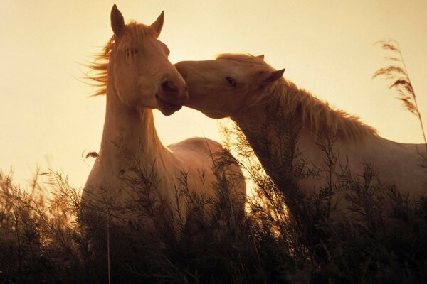 Chevaux blancs dans un champ au coucher du soleil