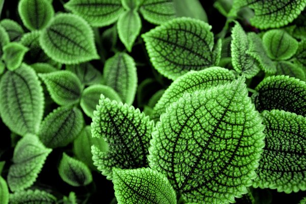 Fluffy leaves on a dark background