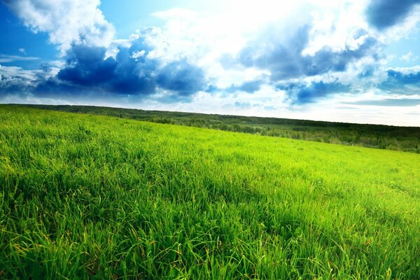 Paesaggio estivo. campo con erba