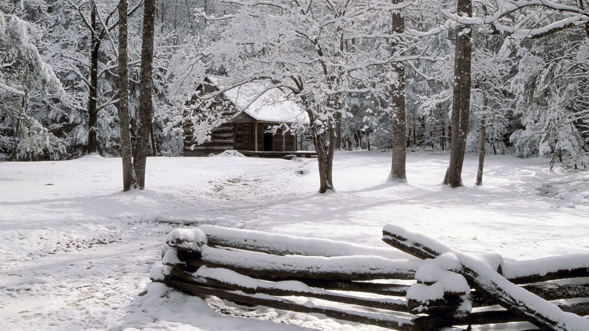 winter schnee kälte frost eis baum gefroren saison holz wetter schnee-weiß natur landschaft schneesturm eisig verschneit frostig